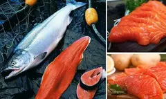 Forel satilir Topdan
