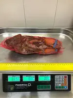 Lobster satilir   Канадский Лобстер - 3