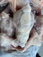 Toyuq (YUMURTA CIRLARI) 1 VƏ 2 SERTİF - 4
