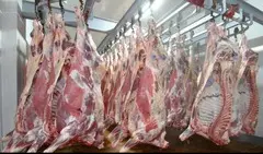Говядина на Узбекистан продам