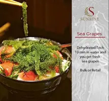 Продам Морской виноград для суши