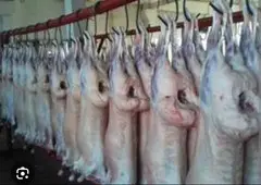 Quzu əti satilir  soyudulmuş, halal Qazaxıstandan