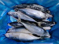 Продам Скумбрию оптом