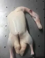 Продам Утки, утиные грудки - 3