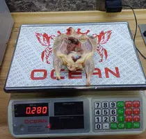 Реализация на экспорт мясо перепелов - 2