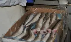 Хек, минтай, хокки, натотения, кальмар
