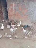 Ördəklər hidusqalar satılır - 2