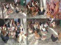 Yumurtlayan kənd toyuqları