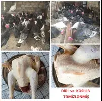 Yumurtlayan kənd toyuqları - 6