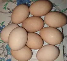 Avstrolop yumurtası