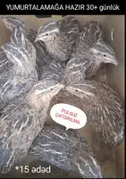 Bildirçin yumurtalıq cins
