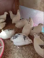 Bildirçin yumurtalıq cins - 2