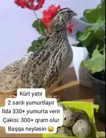 Bildirçin yumurtalıq cins - 3