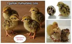 Bildirçin yumurtalıq cins - 4