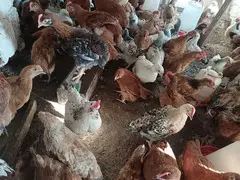 Hem etlik hem yumurtaliq cins cuceler satilir