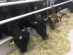 Beef wholesale in Ukraine - 7