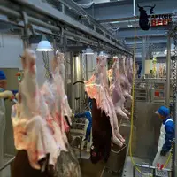 Wholesale meat - 8