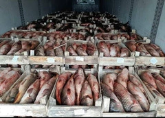 Продам Сазана