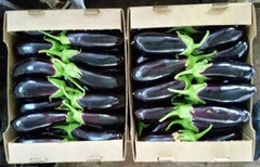 Продам Баклажан иран 2026