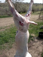 Se vinde carne de miel