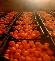 Продам апельсин Иран