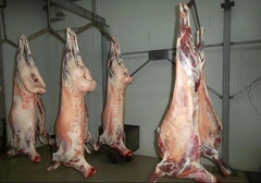 Баранина оптом lamb meat