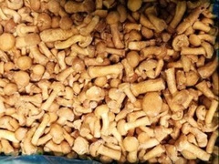 Грибы (шампиньоны, опята, белый оптом