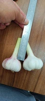 Экспорт сельскохозяйственной продукции из Ирана в Россию и Азербайджан.