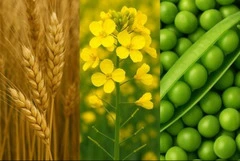 Куплю РАПС, ГОРОХ, СОЮ, ГРЕЧИХУ, ЛЕН, ЯЧМЕНЬ, ПШЕНИЦУ