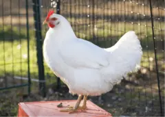 Куры несушки