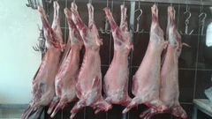 Баранина оптом lamb meat