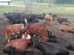 Продам земли с/х назначения с действующей фермой - 3