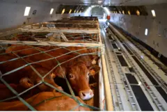 Aveo Logistik
