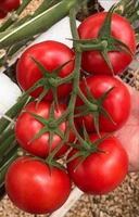 Свежие кистевые Помидоры  уже в продаже