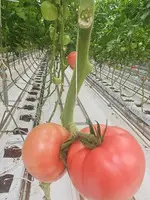 Продается помидоры оптом из Азербайджана - 5